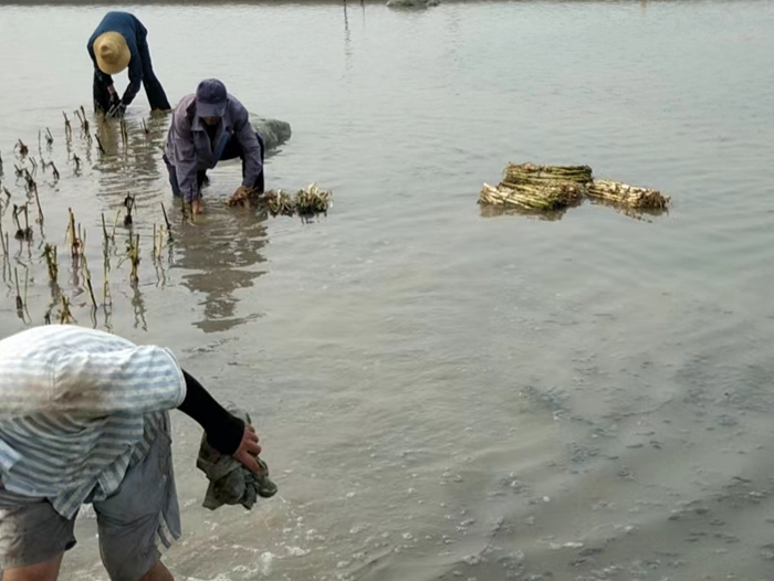 潜流湿地种植